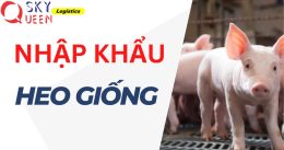 QUY TRÌNH NHẬP KHẨU HEO GIỐNG