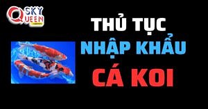 THỦ TỤC NHẬP KHẨU CÁ KOI