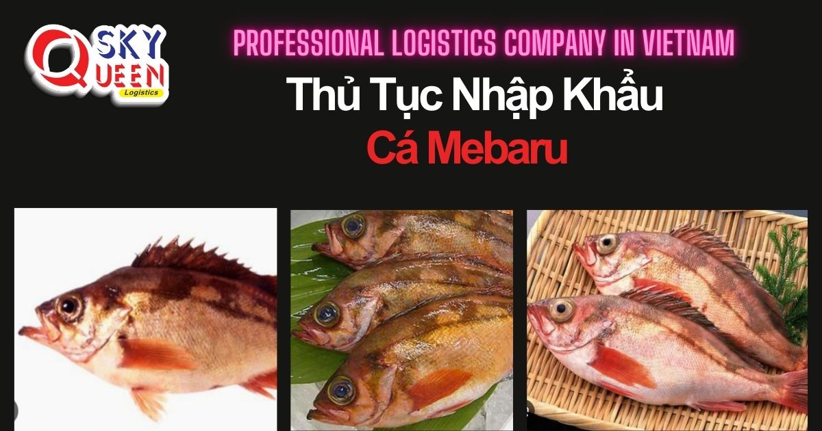 thu-tuc-nhap-khau-ca-mebaru-sky-queen-logistics