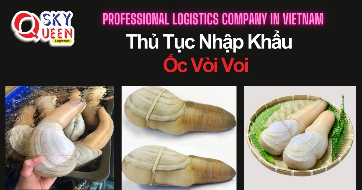 thu-tuc-nhap-khau-oc-voi-voi-sky-queen-logistics