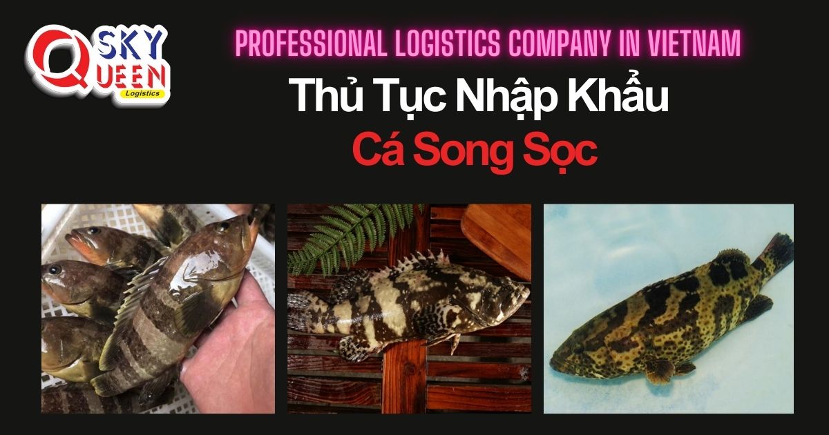 thu-tuc-nhap-khau-ca-song-soc-sky-queen-logistics