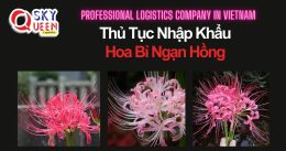 THỦ TỤC NHẬP KHẨU HOA BỈ NGẠN HỒNG