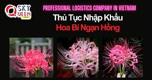 THỦ TỤC NHẬP KHẨU HOA BỈ NGẠN HỒNG