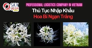 THỦ TỤC NHẬP KHẨU HOA BỈ NGẠN TRẮNG